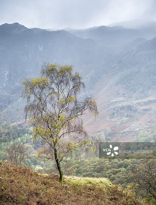 英国坎布里亚郡湖区格兰奇的孤树图片素材