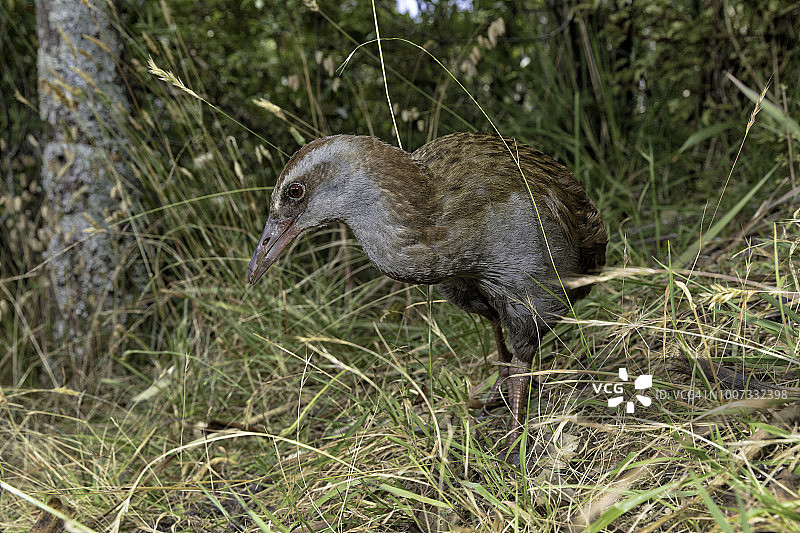 新西兰特有鸟类：WEKA秧鸡图片素材