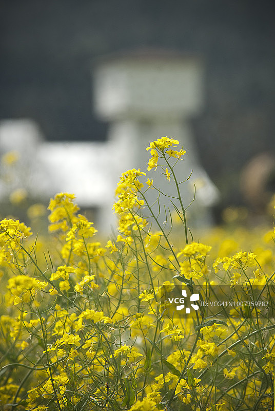 纳帕谷的芥末图片素材