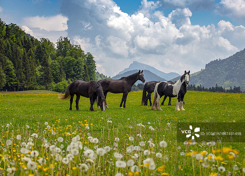 奥地利的蒲公英和马图片素材