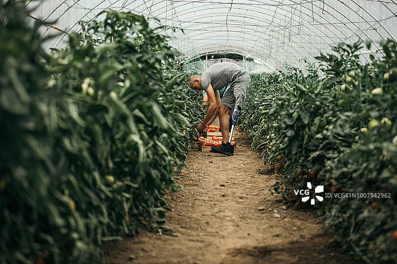 番茄农场工作日图片素材