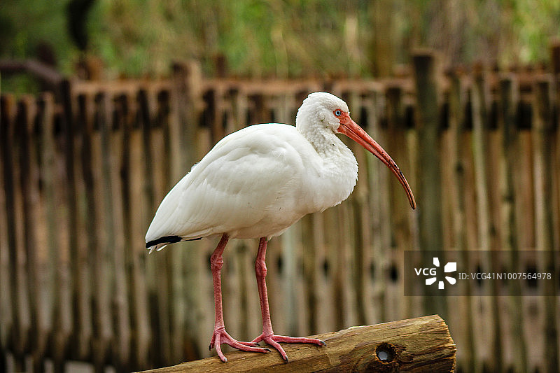 白色美洲白鹮图片素材