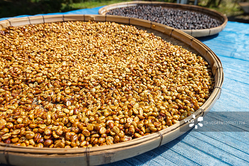 泰国清迈农场晾晒生咖啡豆图片素材