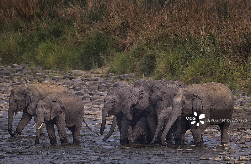 印度科比特国家公园的亚洲象图片素材