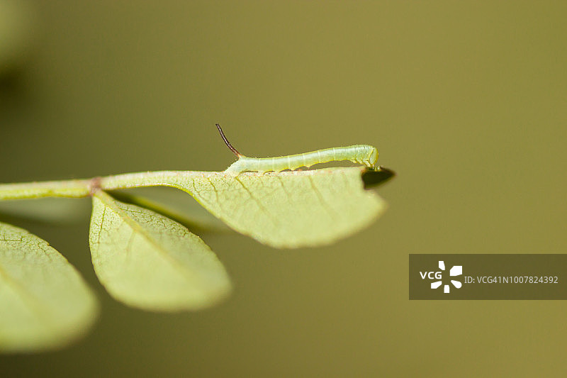蛾的毛毛虫图片素材