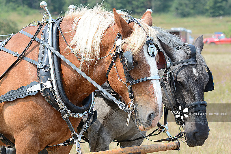两匹穿着挽具的役用马图片素材