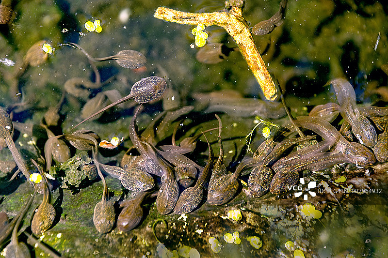 丰富的蝌蚪图片素材