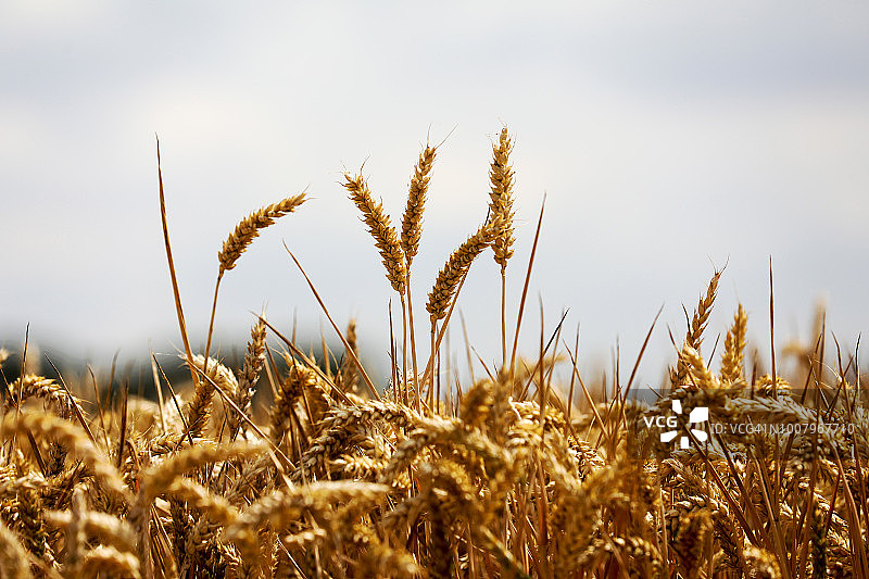 冬小麦图片素材