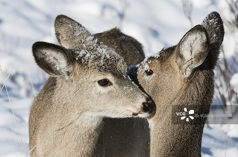 鹿，小鹿和母鹿，冬季，蒙大拿州图片素材