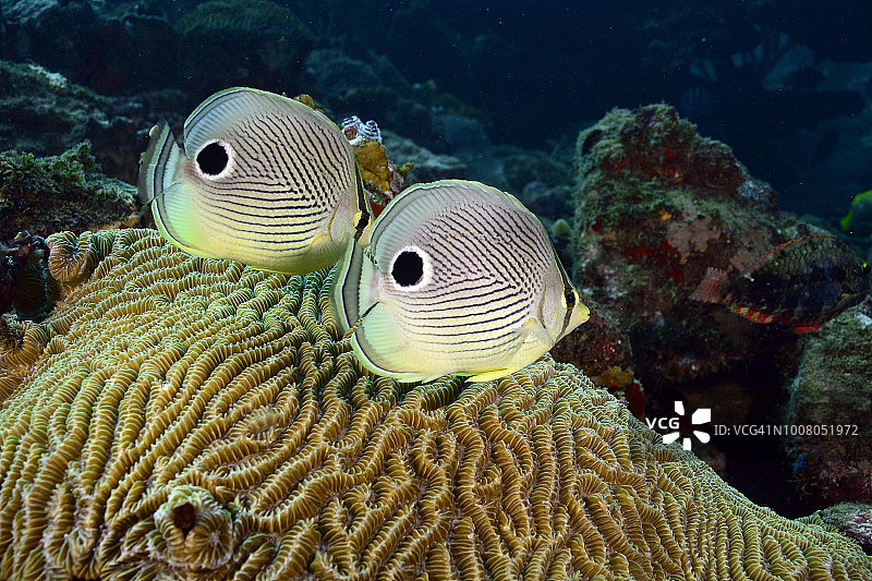 四眼蝶鱼图片素材