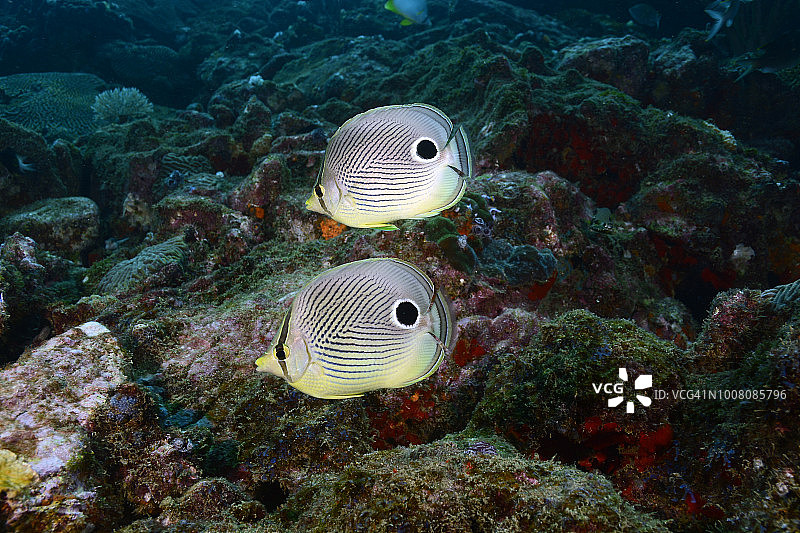 四眼蝶鱼图片素材