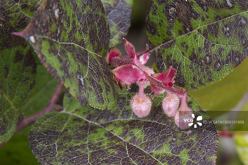萨拉尔植物图片素材