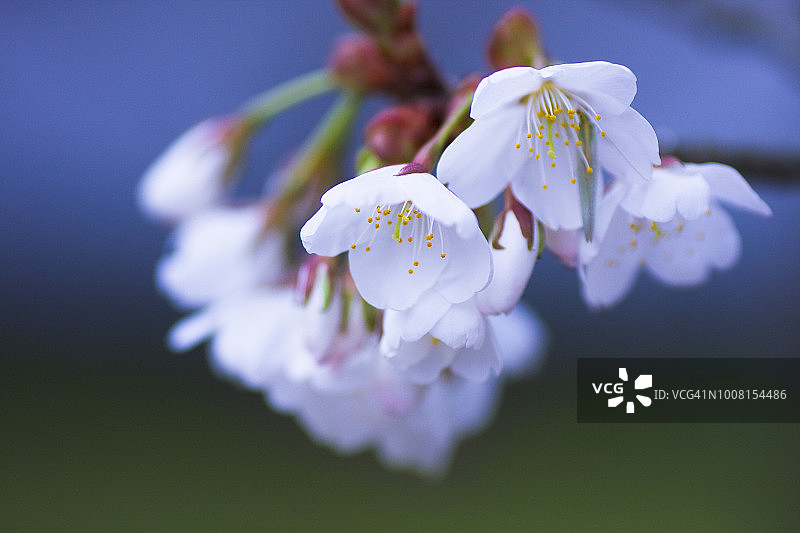 哭泣的樱花图片素材