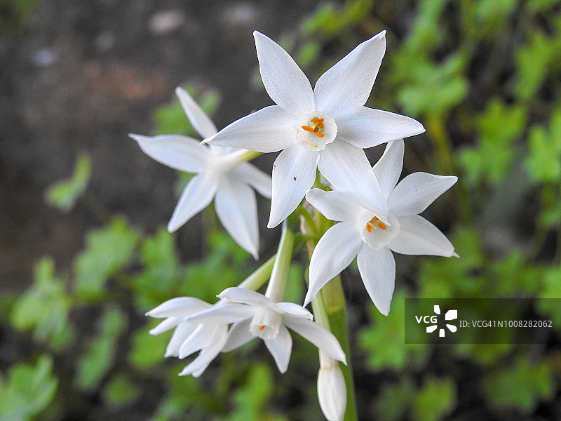 洋水仙图片素材