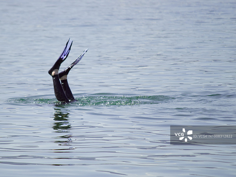 男子在海中潜水，脚蹼朝上图片素材