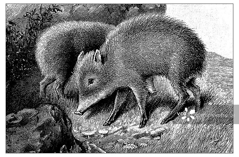 古代科学雕刻插图：西貒图片素材