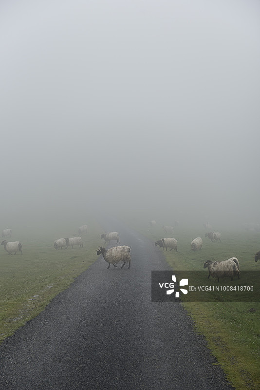 在圣地亚哥之路上穿过道路的羊群图片素材