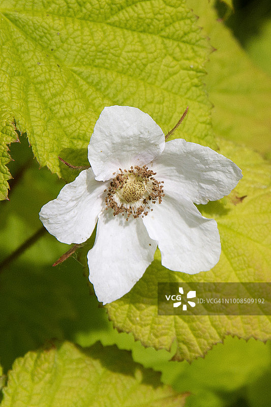顶针莓花朵图片素材