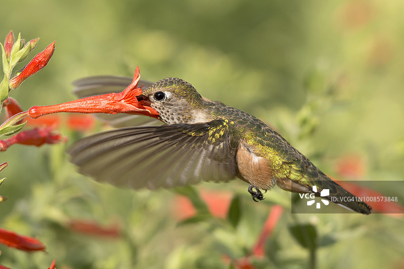 阔尾蜂鸟在查特菲尔德州立公园的火杯花上觅食图片素材