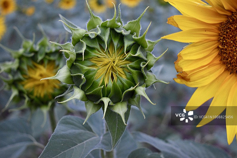 英格兰黄昏时分未开放的向日葵特写图片素材