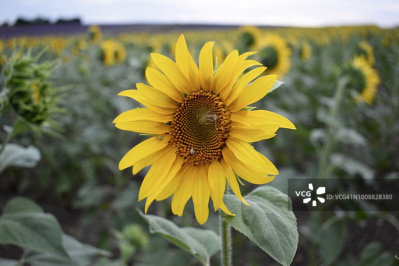 英国向日葵田中单支向日葵特写图片素材