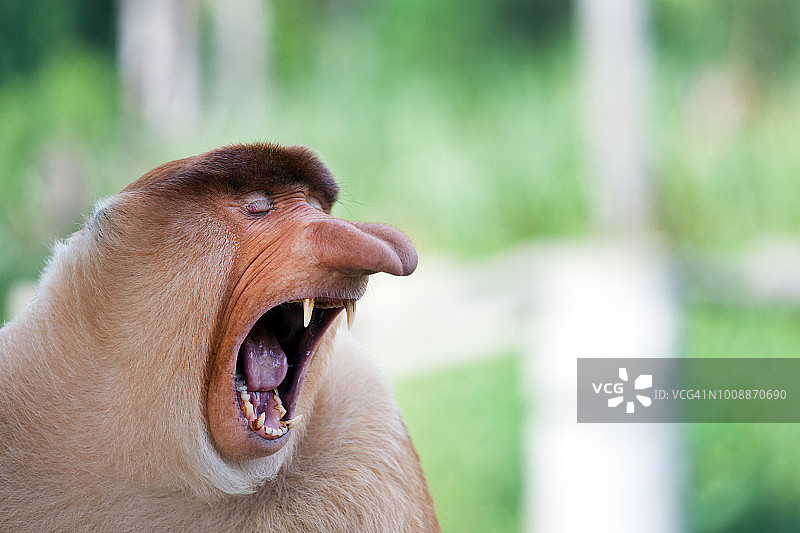 马来西亚沙巴州婆罗洲的 proboscis 猴子图片素材