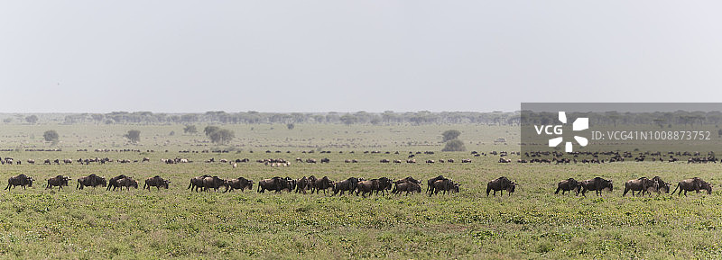 迁徙中的角马图片素材