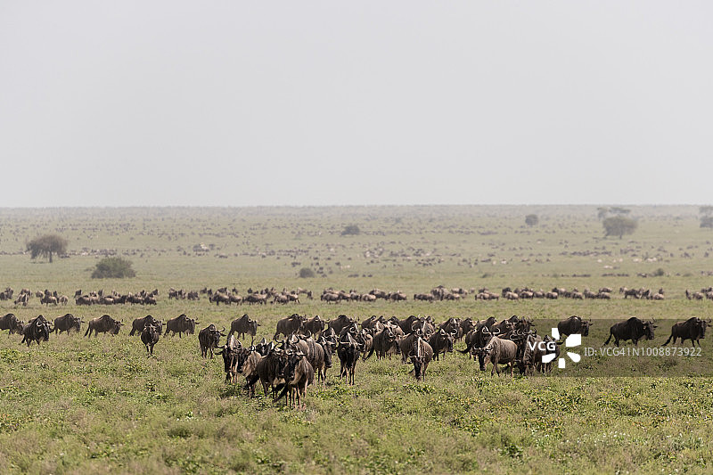 牛羚迁徙图片素材