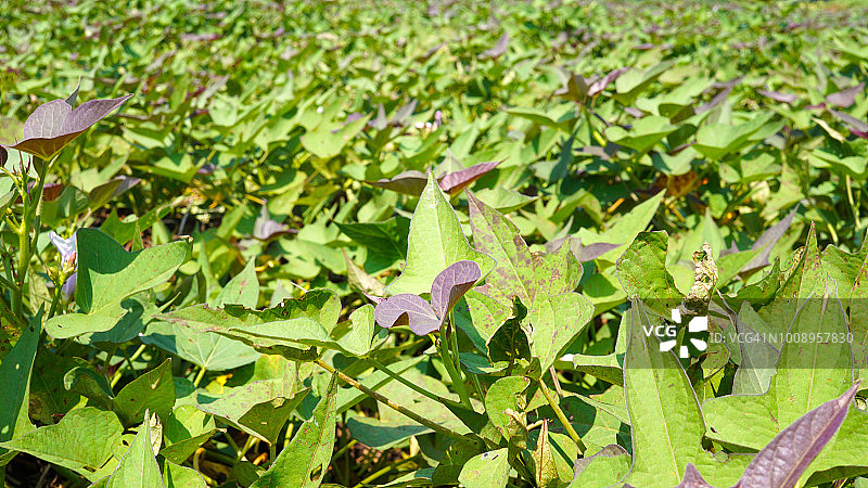 红薯植物图片素材