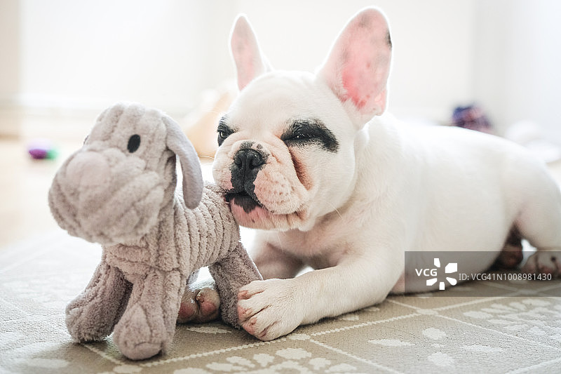 玩玩具的法国斗牛犬幼犬图片素材