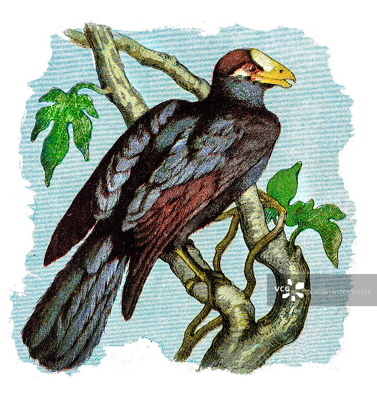 紫蕉鹃图片素材