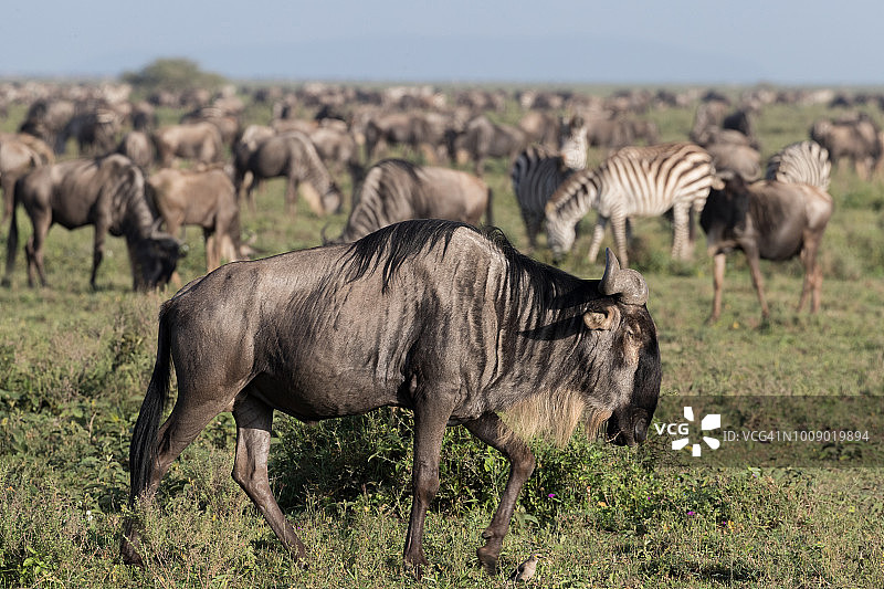 一只角马图片素材