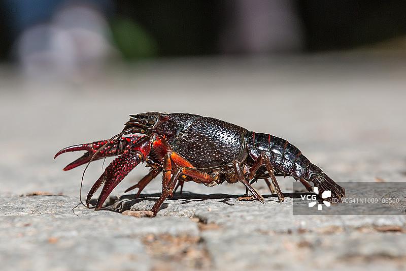 柏林道路上的小龙虾（德国柏林）图片素材