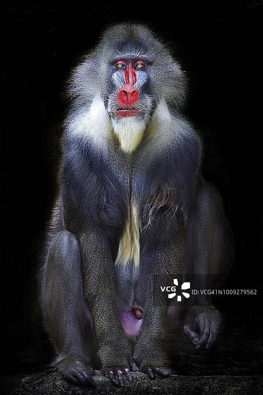 山魈特写图片素材