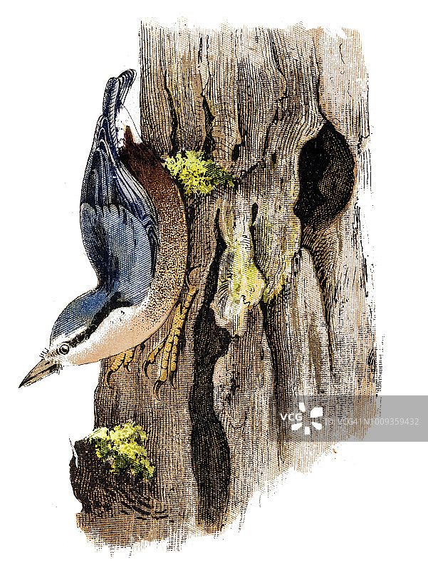 欧亚䳭图片素材