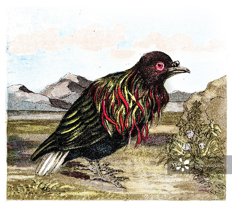 尼柯巴鸠图片素材