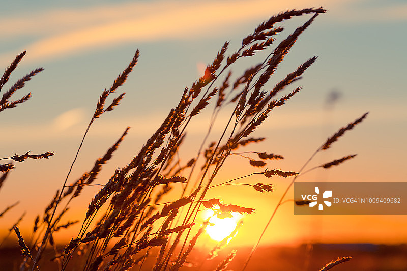 日落时分，强风吹拂下的草地图片素材