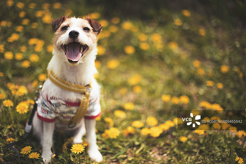 春意盎然，充满希望图片素材