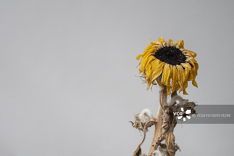 枯萎的向日葵图片素材