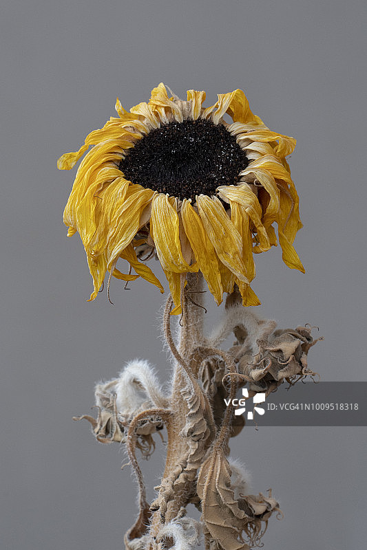 枯萎的向日葵图片素材