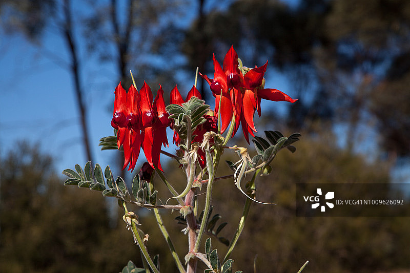 澳大利亚的鲜花图片素材