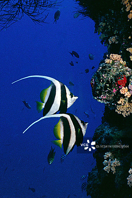 一对长鳍燕鱼图片素材