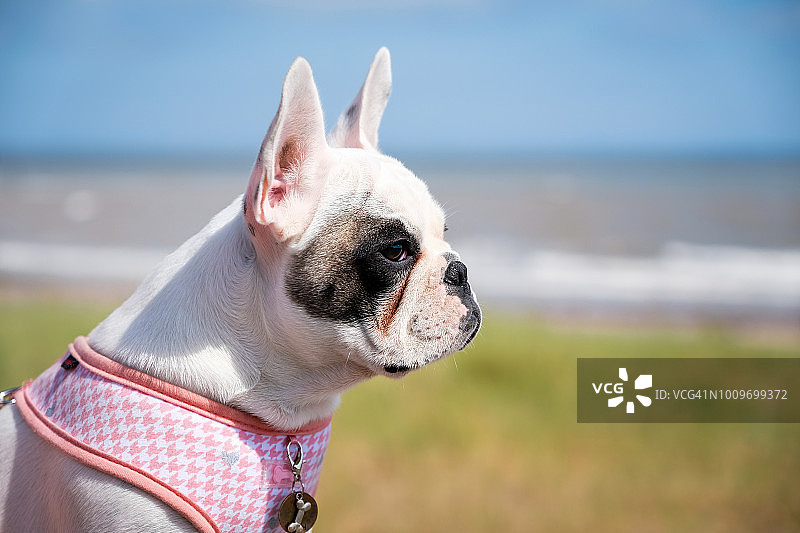在英国萨默塞特郡米尼黑德海滩度假的法国斗牛犬幼犬图片素材