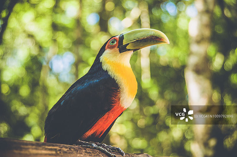 伊瓜苏的巨嘴鸟图片素材