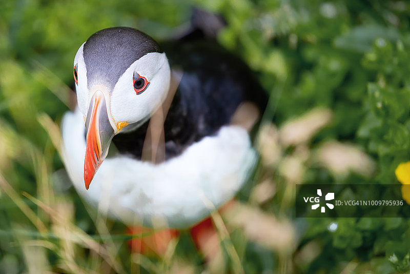 可爱的大西洋海雀——冰岛Borgarfjordur eystri的北极鼠颈。图片素材
