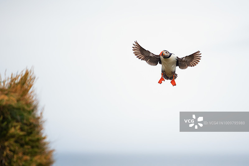 在冰岛博尔加峡湾埃伊斯特里飞行的可爱大西洋海鹦图片素材