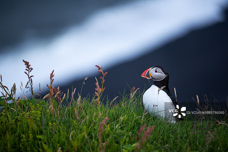 可爱的大西洋海雀——冰岛Borgarfjordur eystri的北极鼠颈。图片素材