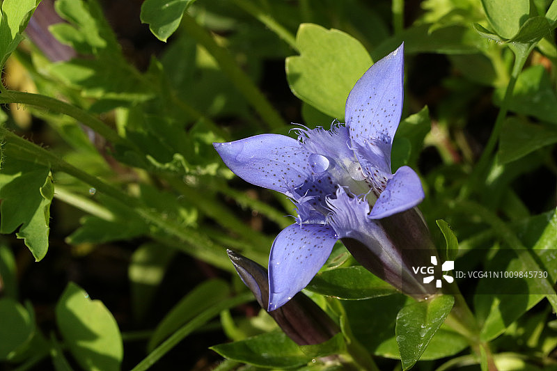 一株美丽的开花龙胆属植物图片素材
