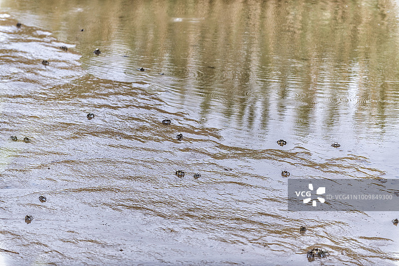 低潮时的螃蟹图片素材