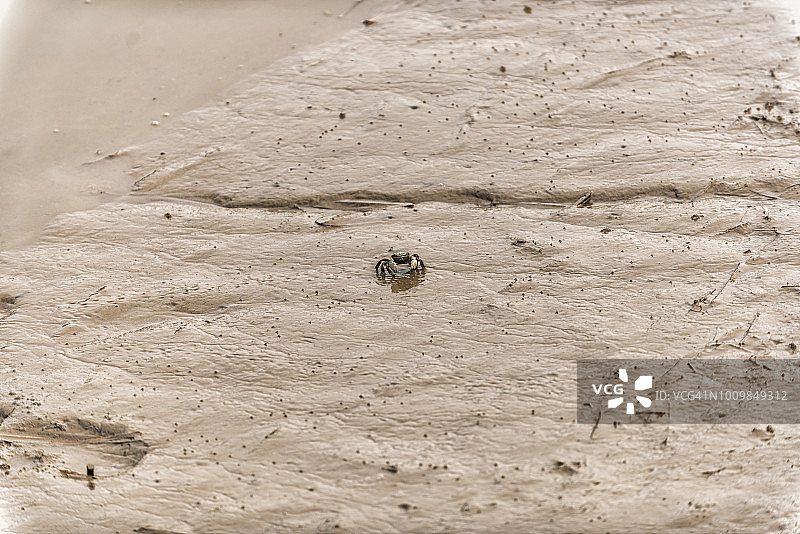 低潮时的螃蟹图片素材